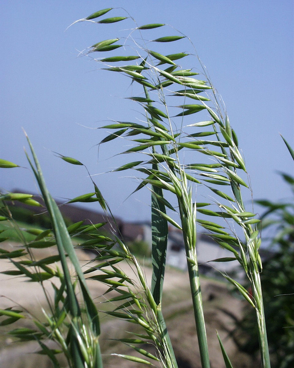 f:id:fujitam3:20210127211425j:plain