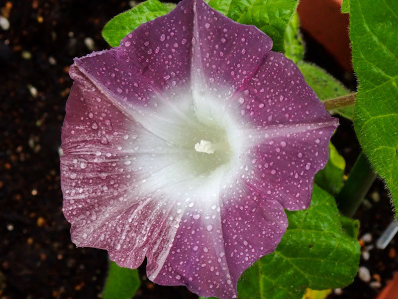 f:id:fujitam3:20210703074857j:plain