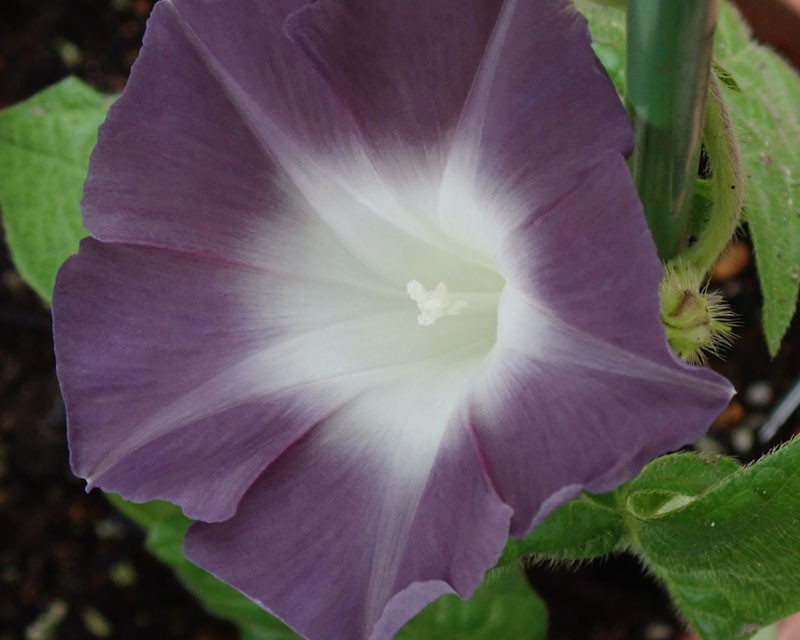 f:id:fujitam3:20210706212544j:plain