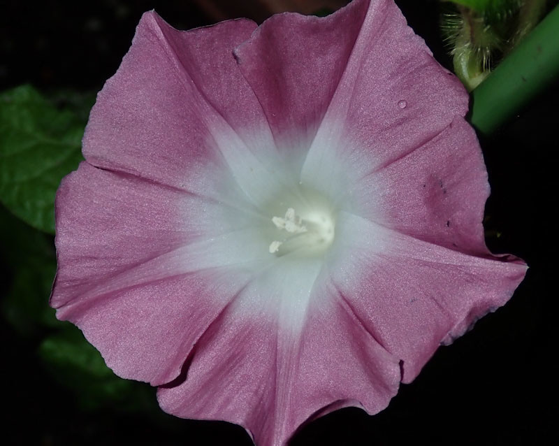 f:id:fujitam3:20210706212558j:plain