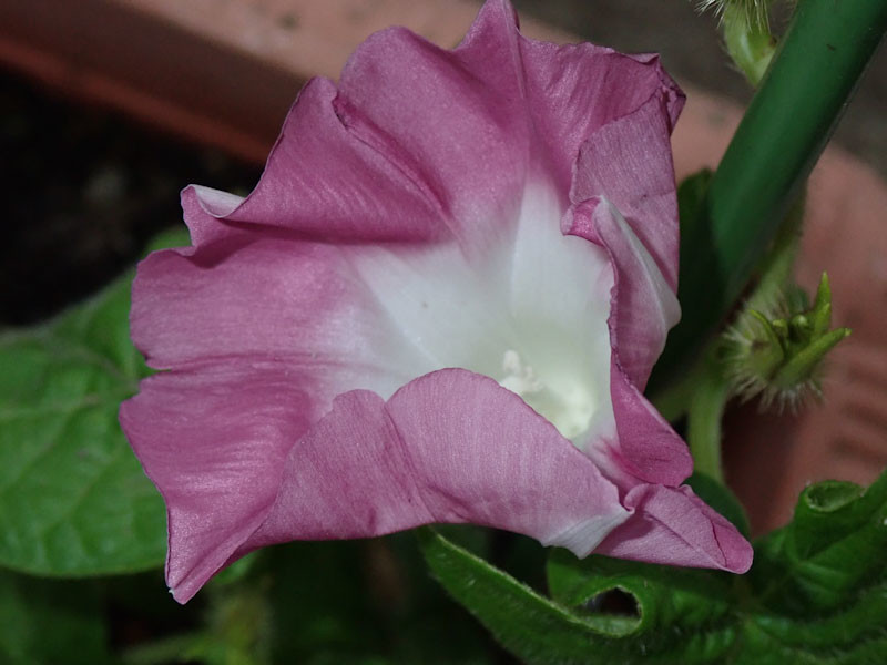 f:id:fujitam3:20210707204116j:plain