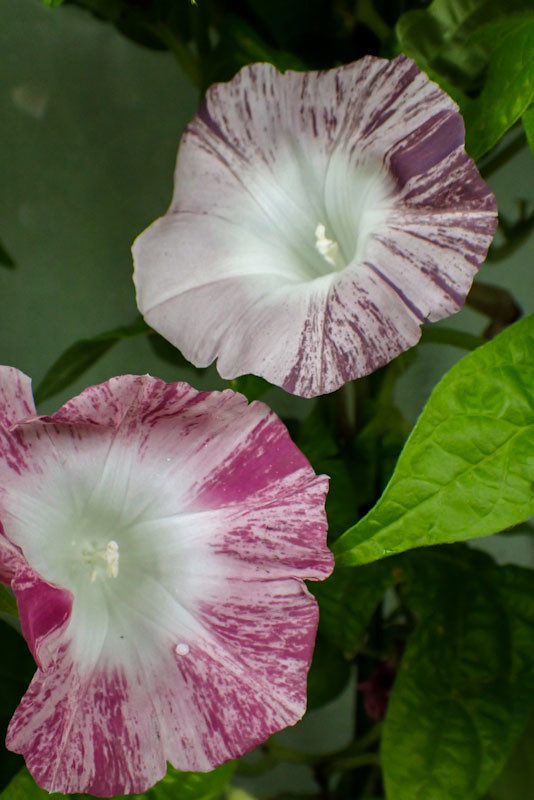 f:id:fujitam3:20210815091229j:plain