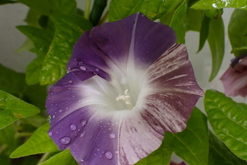 f:id:fujitam3:20210815091243j:plain