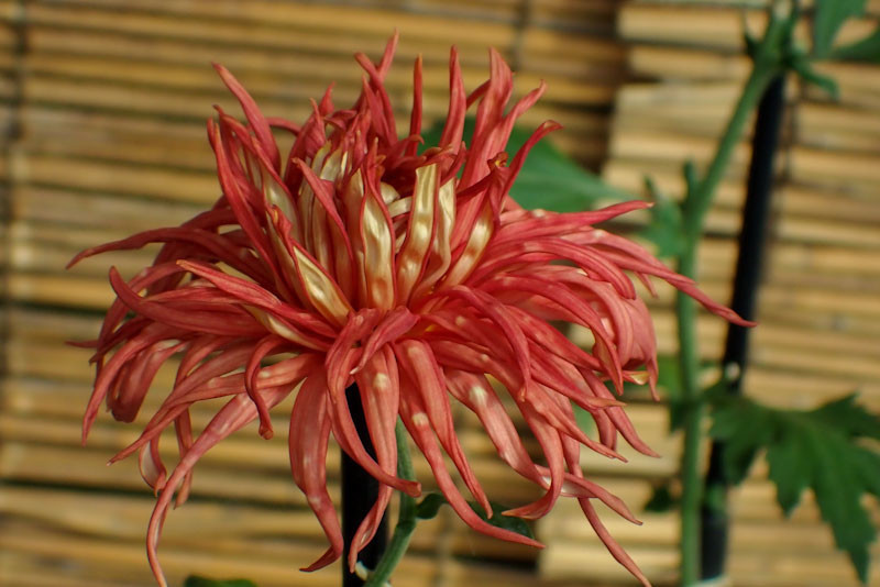 f:id:fujitam3:20211103170647j:plain