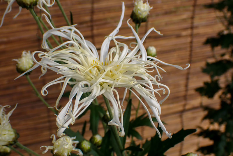 f:id:fujitam3:20211103170650j:plain