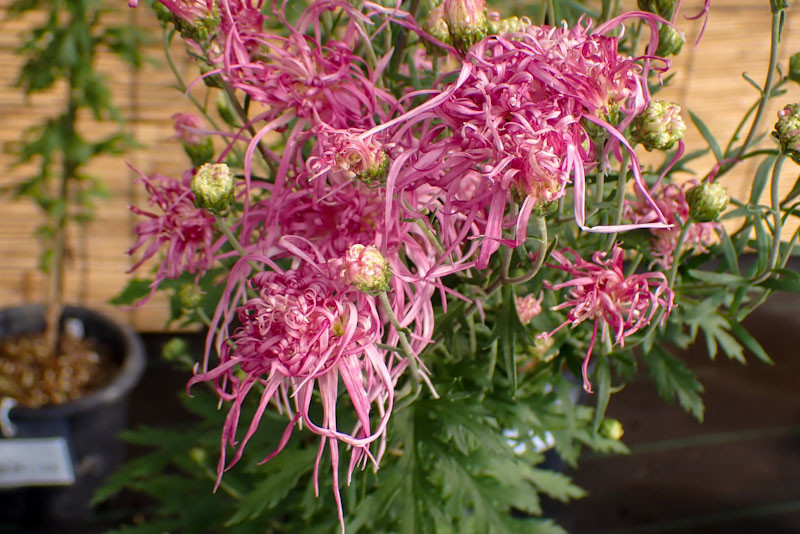 f:id:fujitam3:20211103170656j:plain