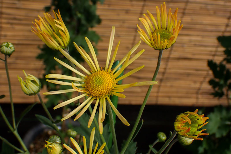 f:id:fujitam3:20211103170658j:plain