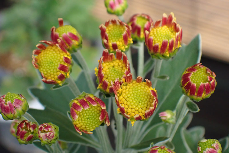 f:id:fujitam3:20211103181345j:plain