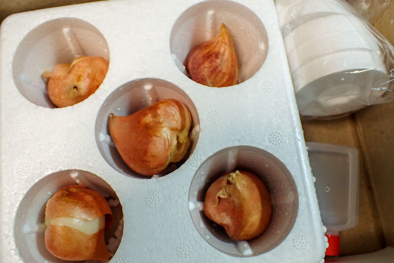 f:id:fujitam3:20211117200104j:plain