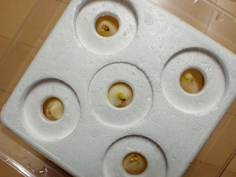 f:id:fujitam3:20211118060253j:plain