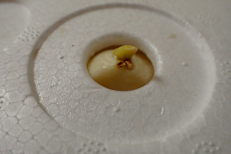 f:id:fujitam3:20211118214311j:plain