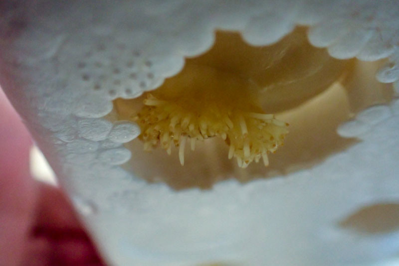 f:id:fujitam3:20211118214330j:plain