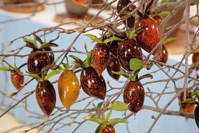 f:id:fujitam3:20211118234003j:plain