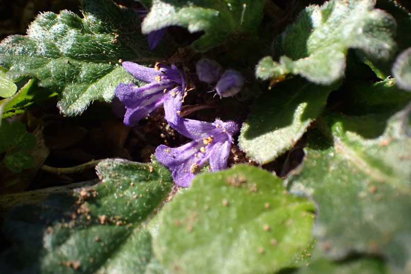 f:id:fujitam3:20211118234057j:plain