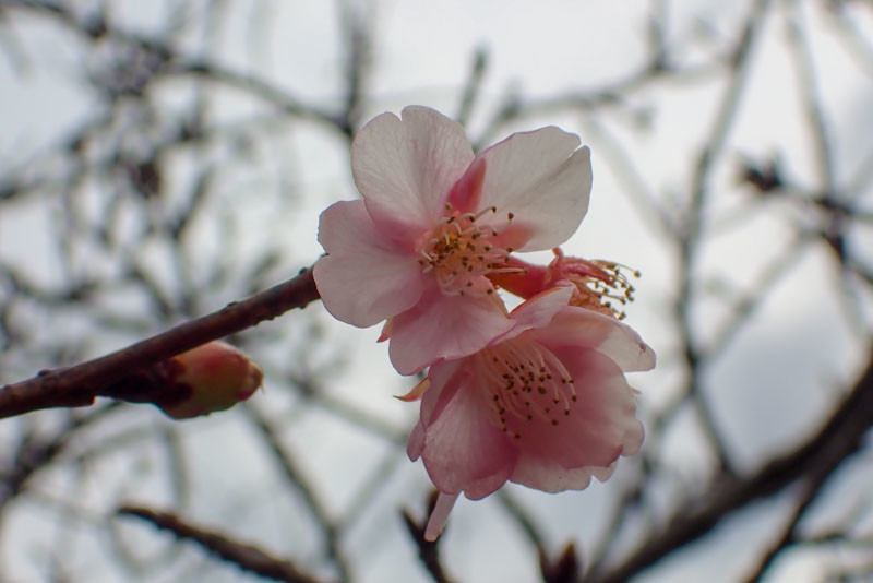 f:id:fujitam3:20220130152549j:plain