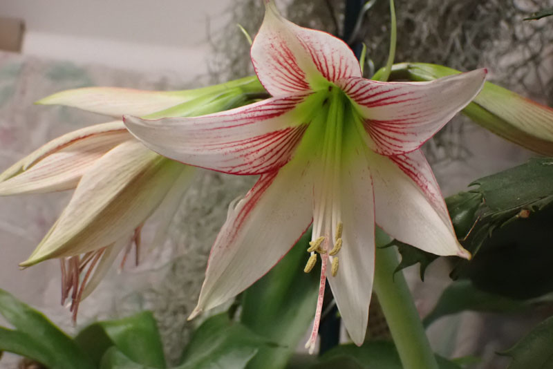 f:id:fujitam3:20220220153402j:plain