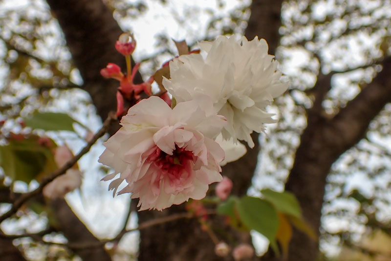 f:id:fujitam3:20220411182040j:plain
