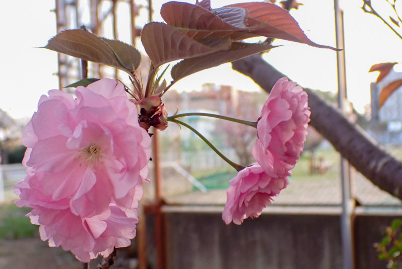 f:id:fujitam3:20220412210303j:plain