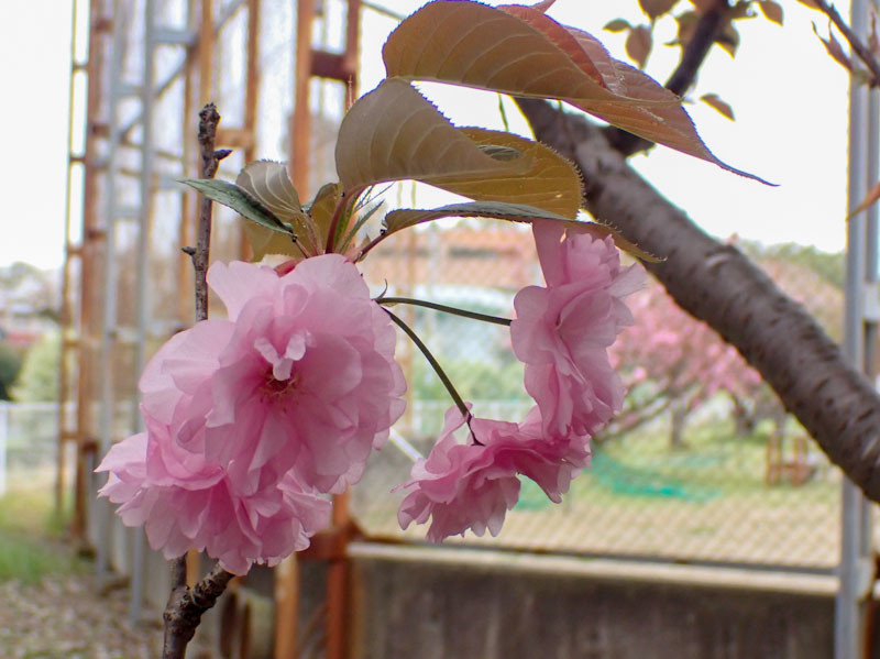 f:id:fujitam3:20220414163411j:plain