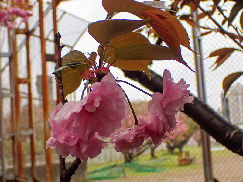 f:id:fujitam3:20220415211028j:plain