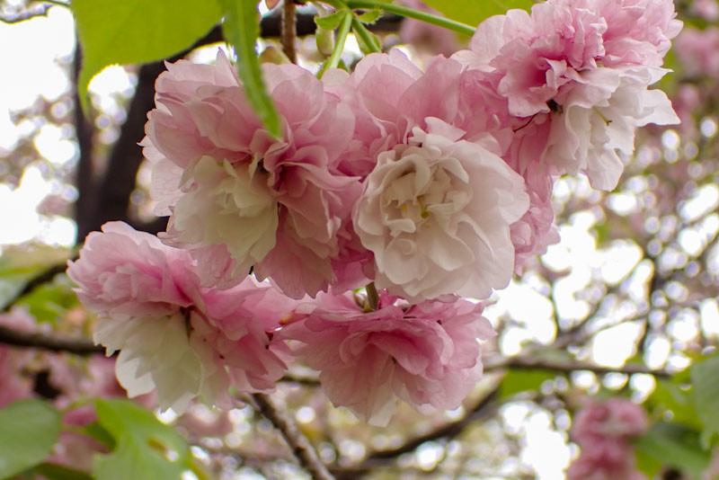f:id:fujitam3:20220418154114j:plain