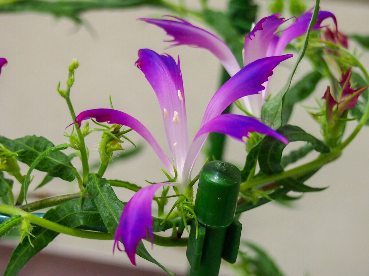 くらしの植物苑観察会 - ふじたまの日々