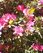f:id:fujiwarakominka:20090418123000j:image f:id:fujiwarakominka:20090418123000j:image
