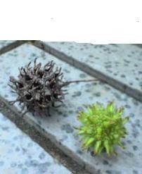 f:id:fujiwarakominka:20090528170100j:image
