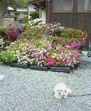 f:id:fujiwarakominka:20090609095200j:image