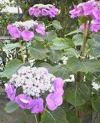 f:id:fujiwarakominka:20090611154700j:image