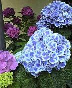 f:id:fujiwarakominka:20090611161500j:image