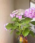 f:id:fujiwarakominka:20090613170900j:image