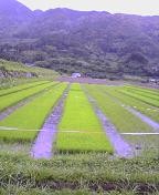f:id:fujiwarakominka:20090621080000j:image