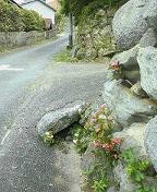 f:id:fujiwarakominka:20090627153200j:image