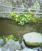f:id:fujiwarakominka:20090627165400j:image