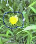 f:id:fujiwarakominka:20090718112000j:image