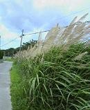 f:id:fujiwarakominka:20090719093000j:image