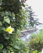 f:id:fujiwarakominka:20090719105300j:image