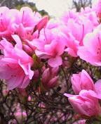 f:id:fujiwarakominka:20100415164400j:image f:id:fujiwarakominka:20100415164400j:image