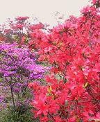 f:id:fujiwarakominka:20100415164500j:image f:id:fujiwarakominka:20100415164500j:image
