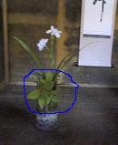 f:id:fujiwarakominka:20100418141300j:image f:id:fujiwarakominka:20100418141300j:image