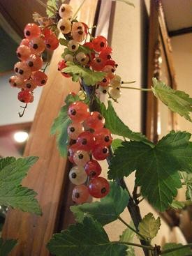 f:id:fujiwarakominka:20100628130439j:image