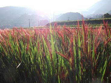 f:id:fujiwarakominka:20100904073931j:image