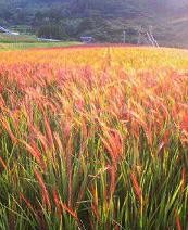 f:id:fujiwarakominka:20100904174200j:image