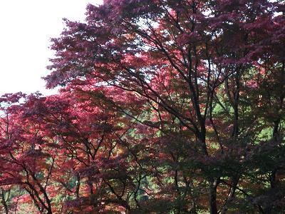 f:id:fujiwarakominka:20101107151958j:image f:id:fujiwarakominka:20101107151958j:image