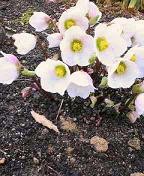 f:id:fujiwarakominka:20110211112600j:image