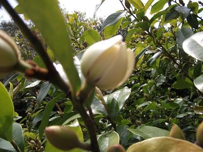f:id:fujiwarakominka:20110417120742j:image f:id:fujiwarakominka:20110417120742j:image