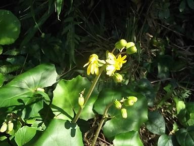 f:id:fujiwarakominka:20111026150304j:image