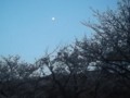 f:id:fujiwarakominka:20120404184119j:image:medium