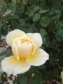 f:id:fujiwarakominka:20120525164232j:image:medium f:id:fujiwarakominka:20120525164232j:image:medium